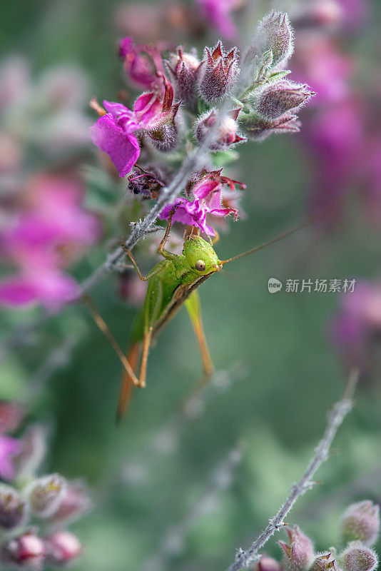 绿草甸蝈蝈(Conocephalus upoluensis)